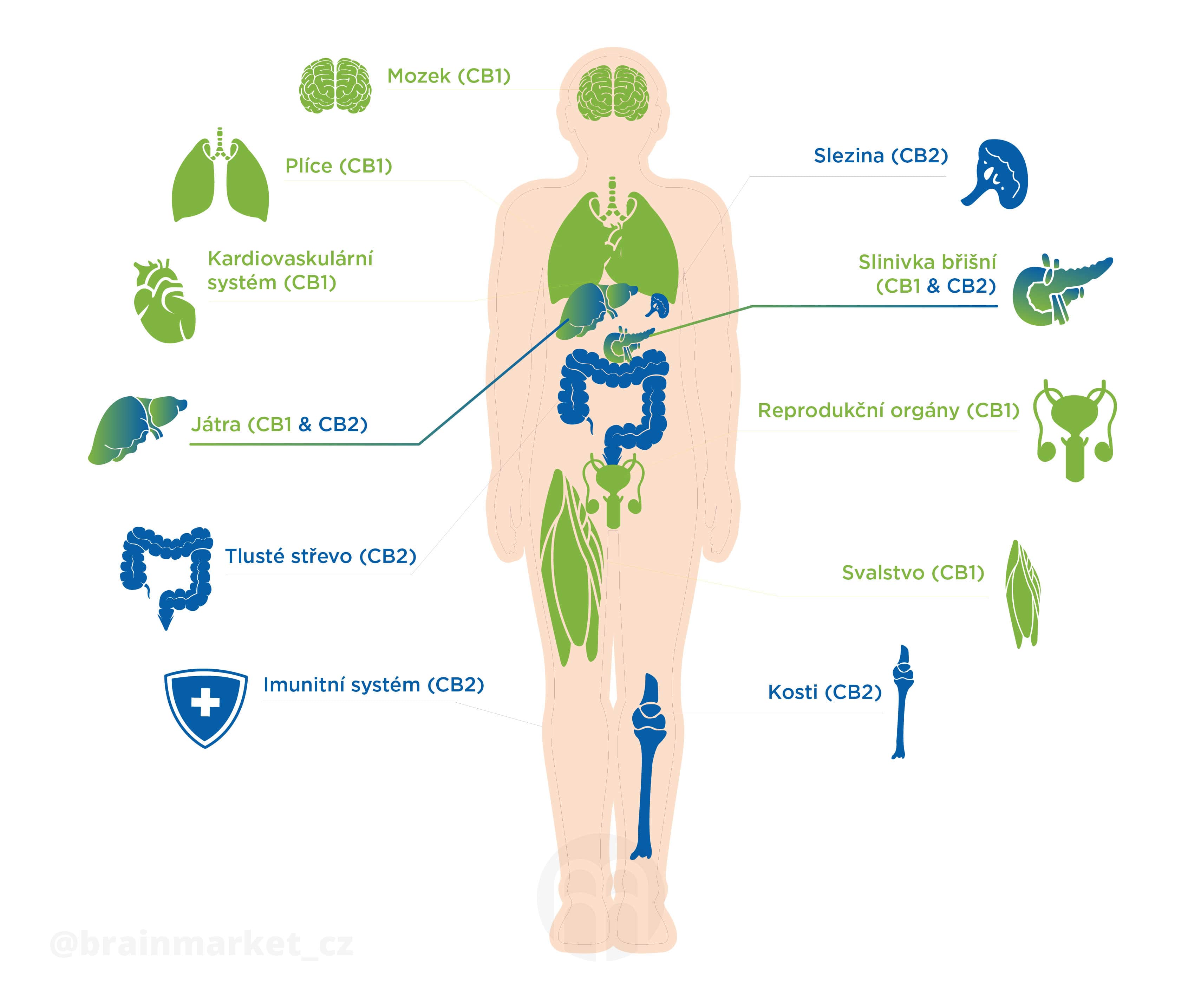 CB1 CB2 vyskyt brainmarket-100-min